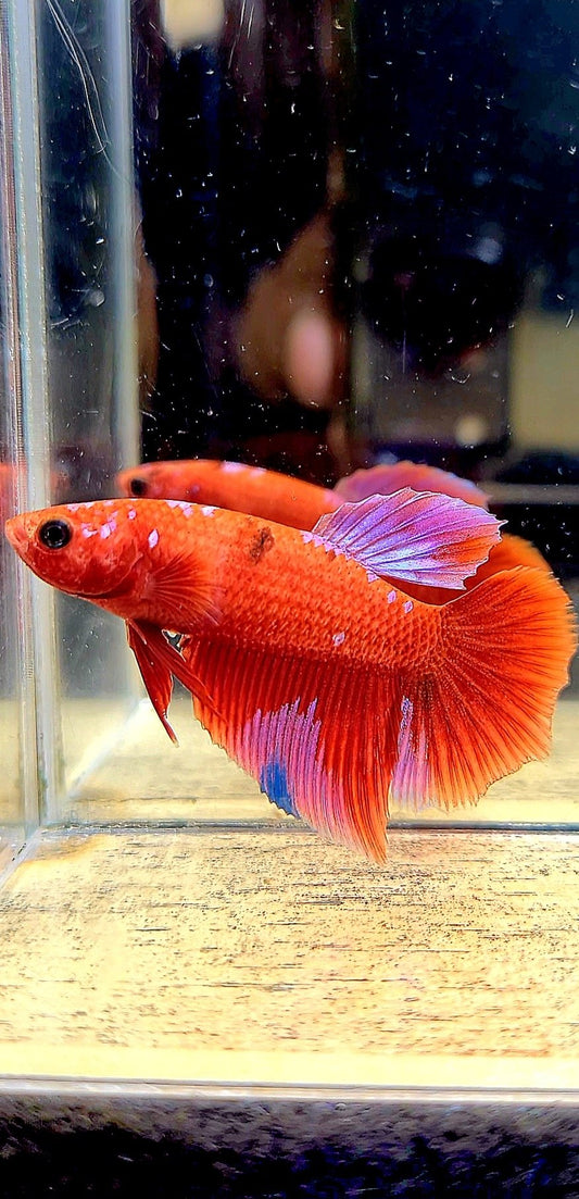 FEMALE HALFMOON RED PURPLE GALAXY RPG BETTA FISH