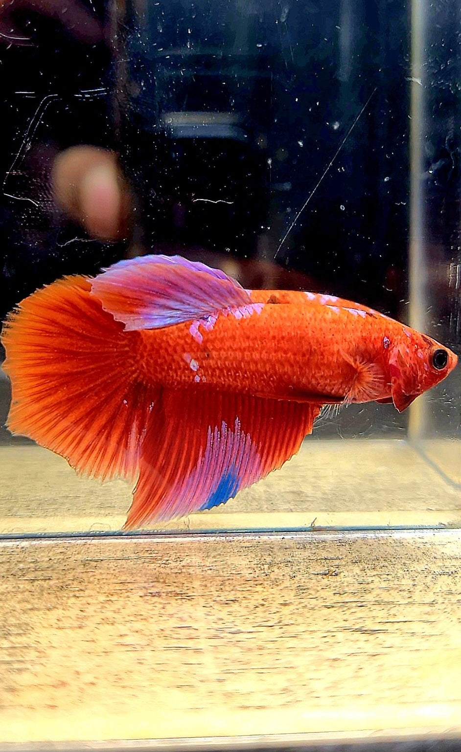 FEMALE HALFMOON RED PURPLE GALAXY RPG BETTA FISH
