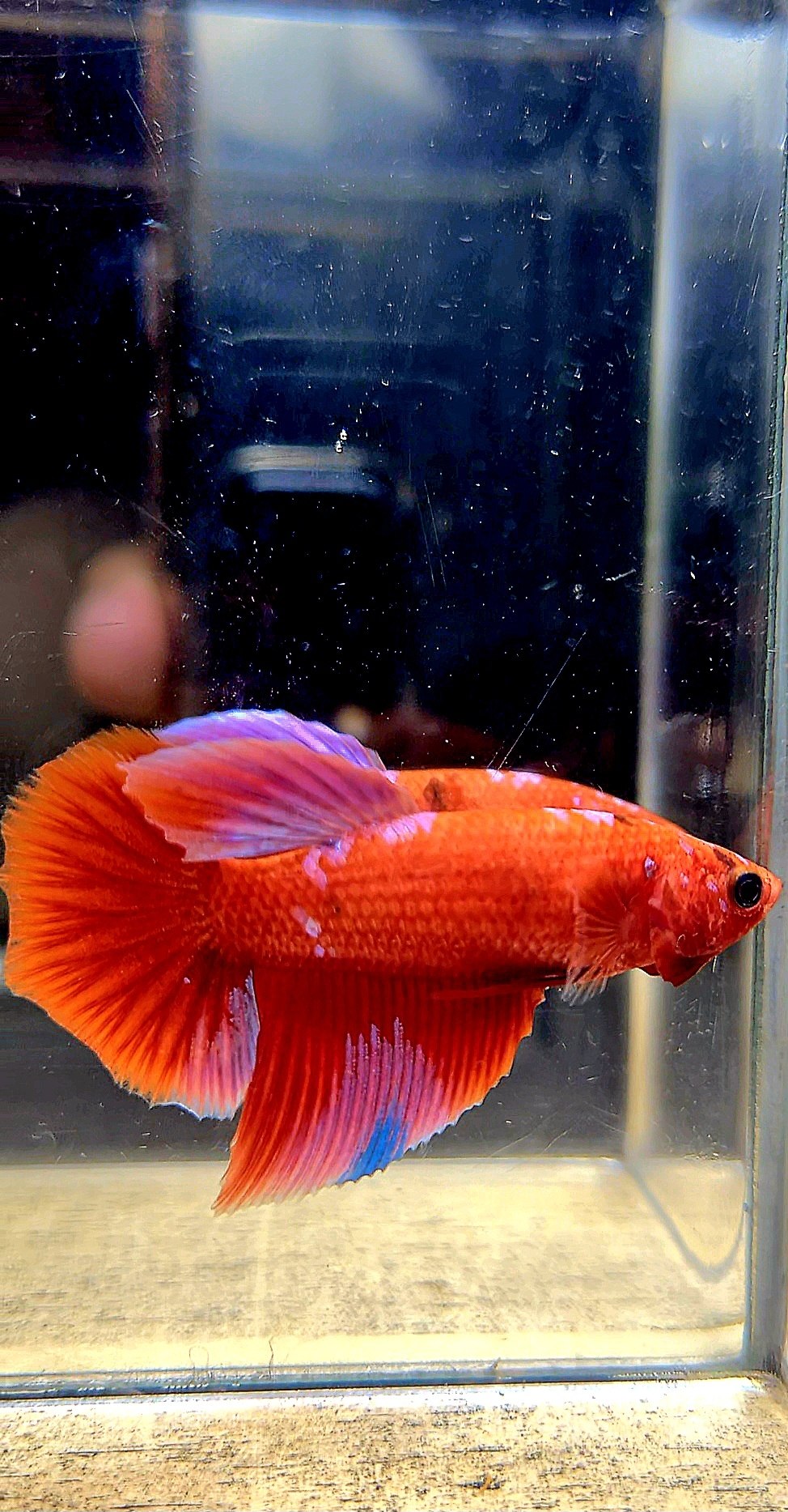 FEMALE HALFMOON RED PURPLE GALAXY RPG BETTA FISH