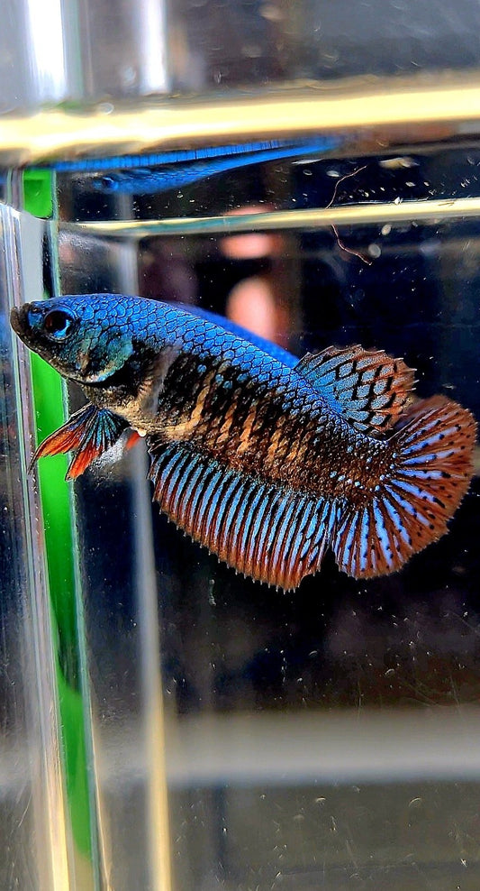 LUXURY FEMALE HALFMOON ALIEN GREEN BLUE HYBRID WILD BETTA FISH