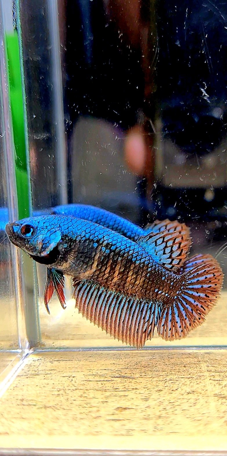 LUXURY FEMALE HALFMOON ALIEN GREEN BLUE HYBRID WILD BETTA FISH