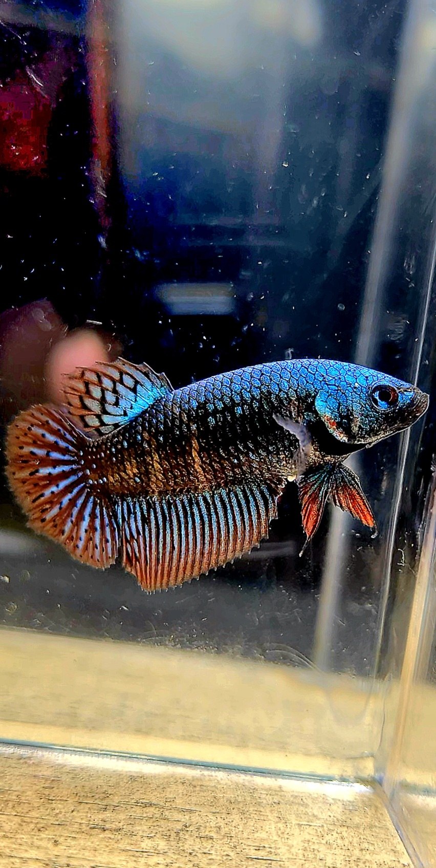 LUXURY FEMALE HALFMOON ALIEN GREEN BLUE HYBRID WILD BETTA FISH