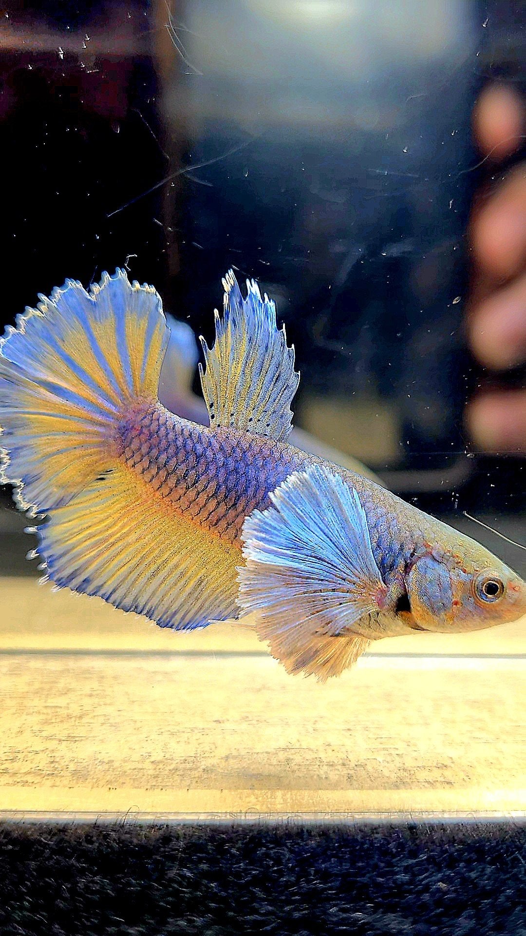 FEMALE HALFMOON DUMBO EAR MUSTARD GAS YELLOW BLUE BETTA FISH
