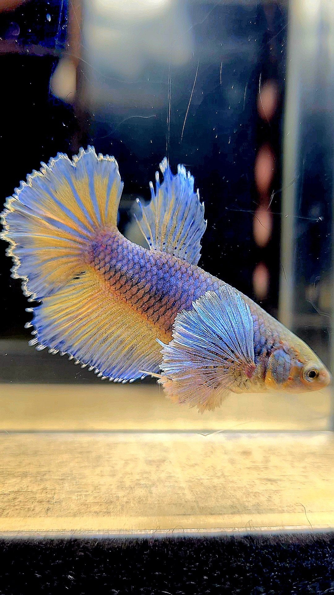 FEMALE HALFMOON DUMBO EAR MUSTARD GAS YELLOW BLUE BETTA FISH
