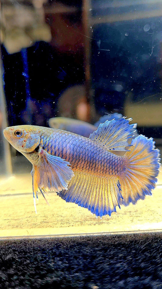 FEMALE HALFMOON DUMBO EAR MUSTARD GAS YELLOW BLUE BETTA FISH
