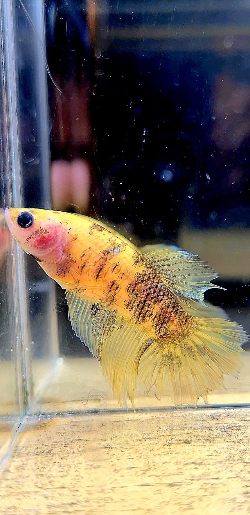 FEMALE HALFMOON YELLOW TIGER DOTS BETTA FISH