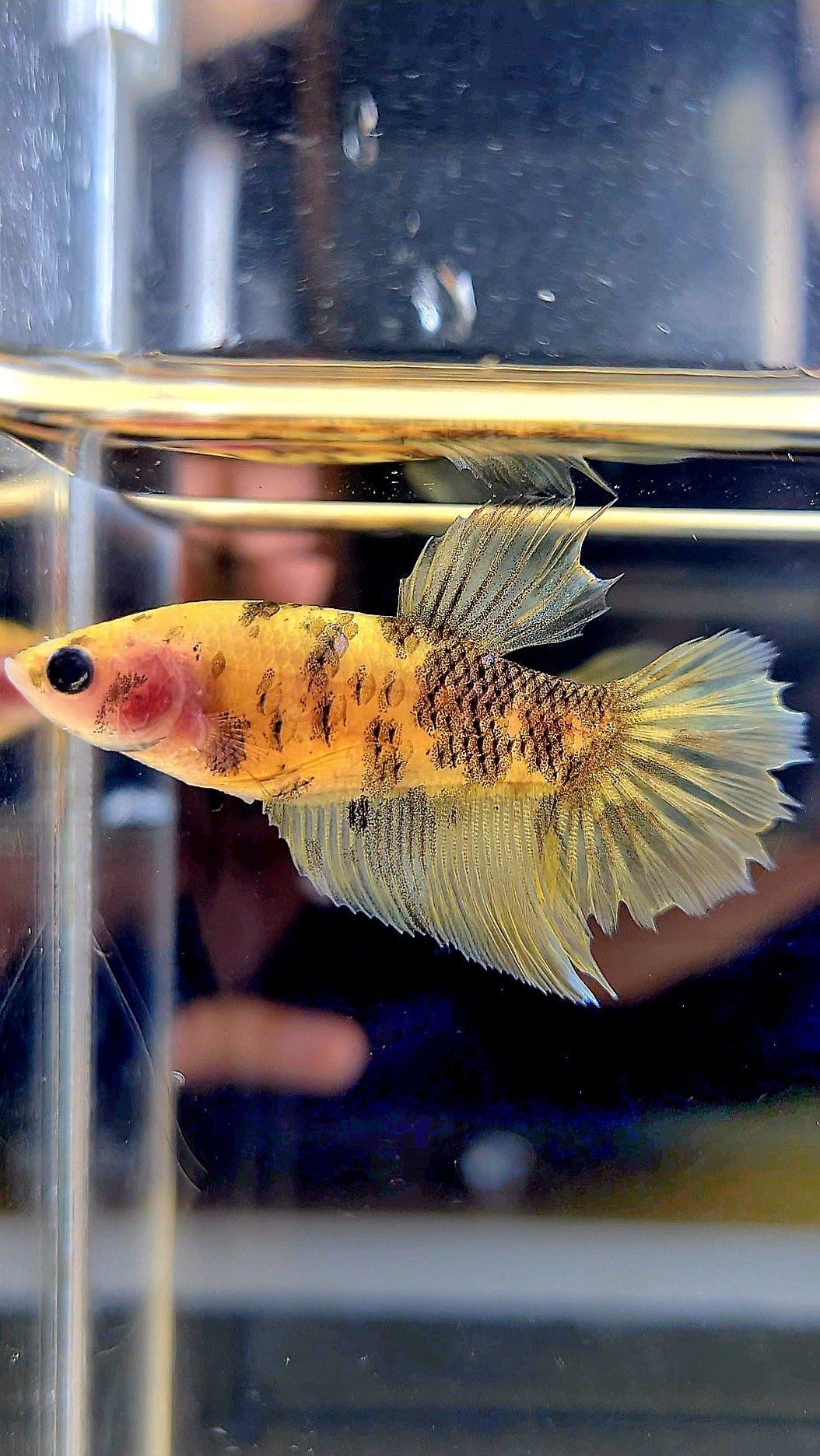 FEMALE HALFMOON YELLOW TIGER DOTS BETTA FISH