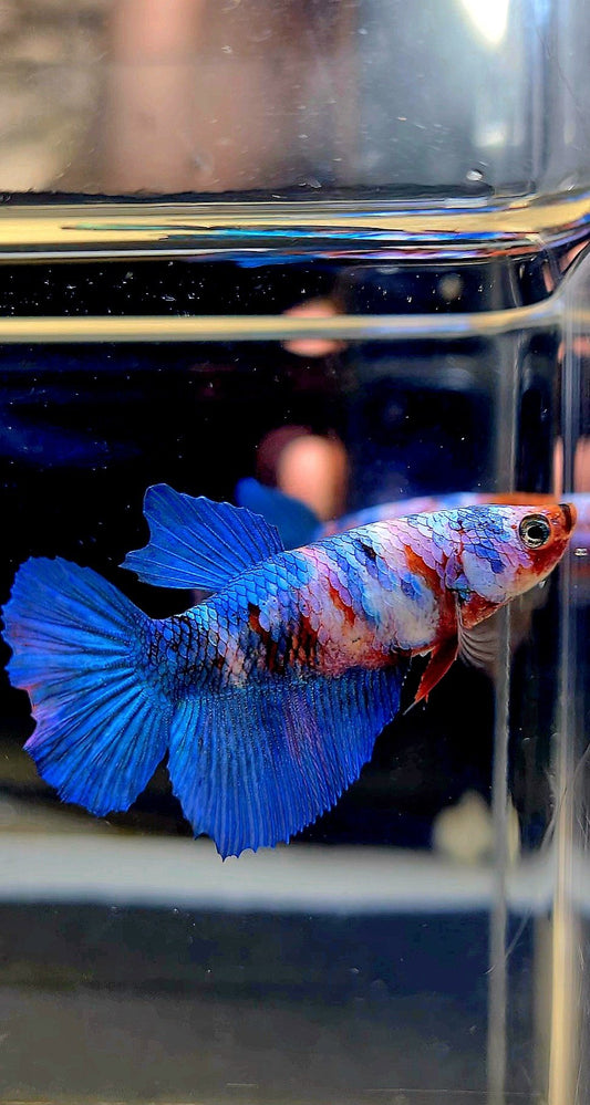 FEMALE HALFMOON GALAXY MULTICOLOR BETTA FISH