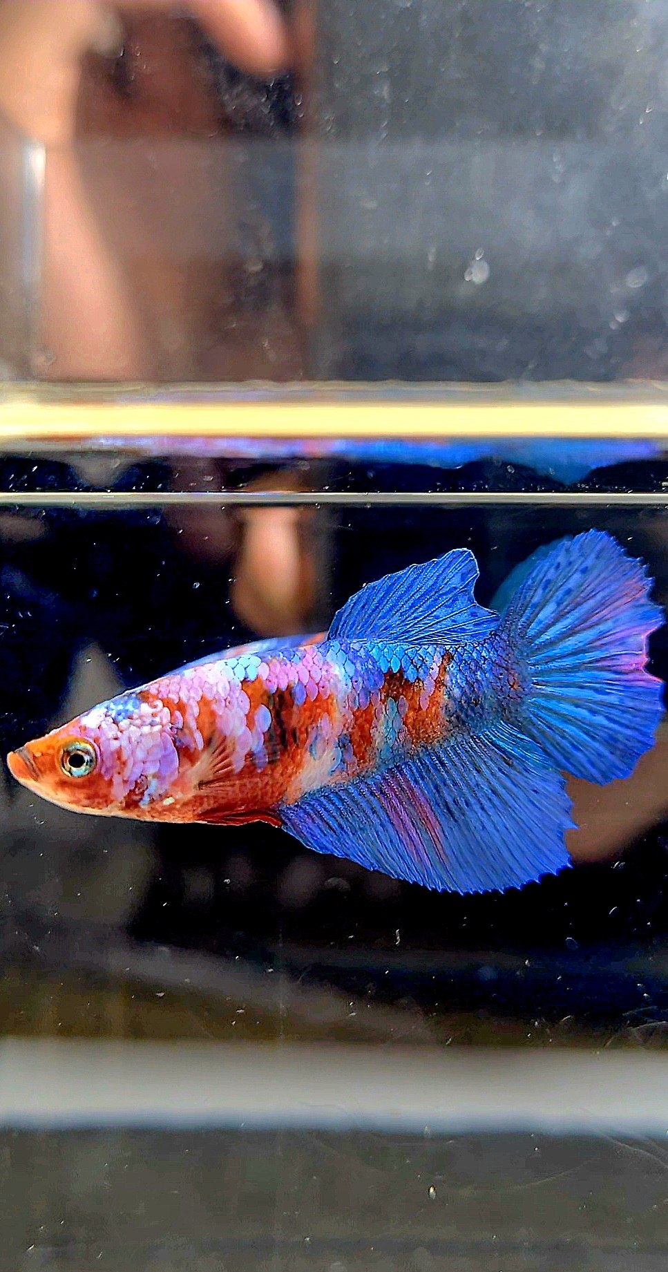 FEMALE HALFMOON GALAXY MULTICOLOR BETTA FISH