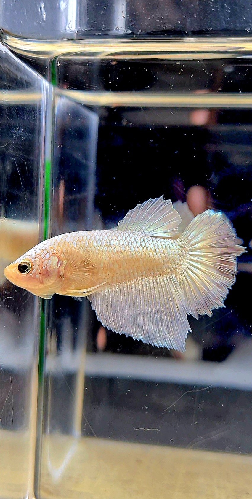 FEMALE HALFMOON COPPER RIM BETTA FISH