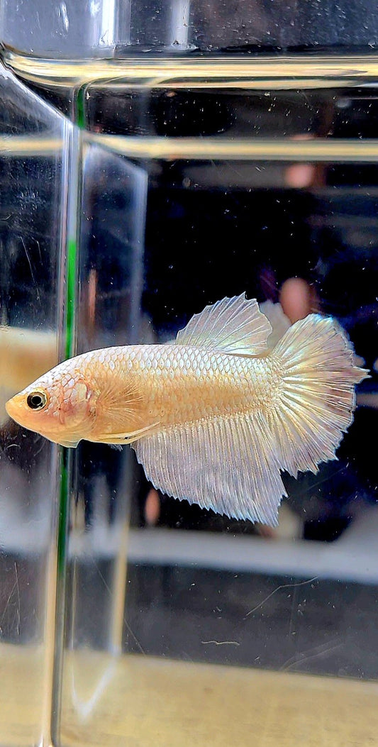 FEMALE HALFMOON COPPER RIM BETTA FISH
