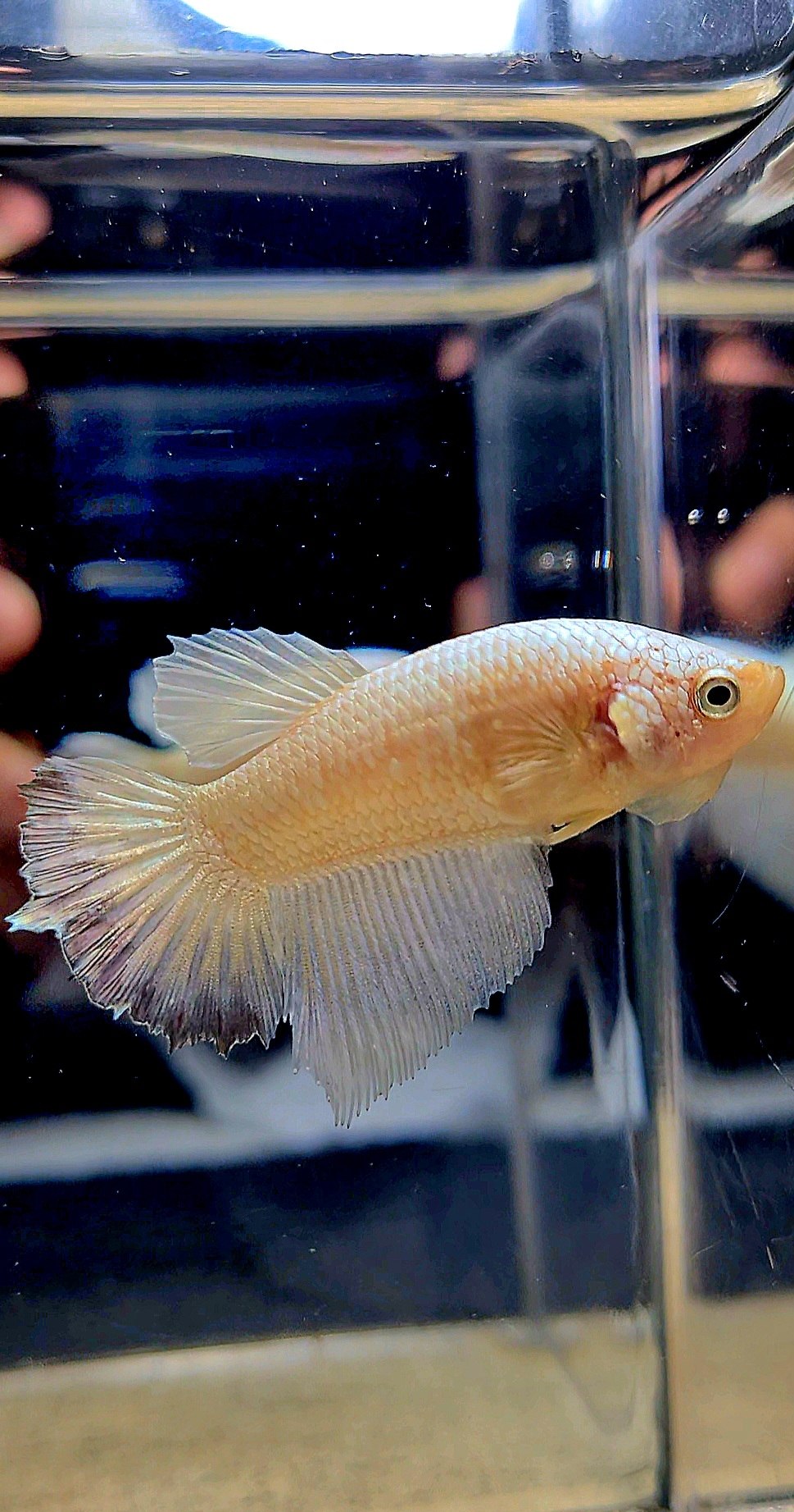 FEMALE HALFMOON COPPER RIM BETTA FISH