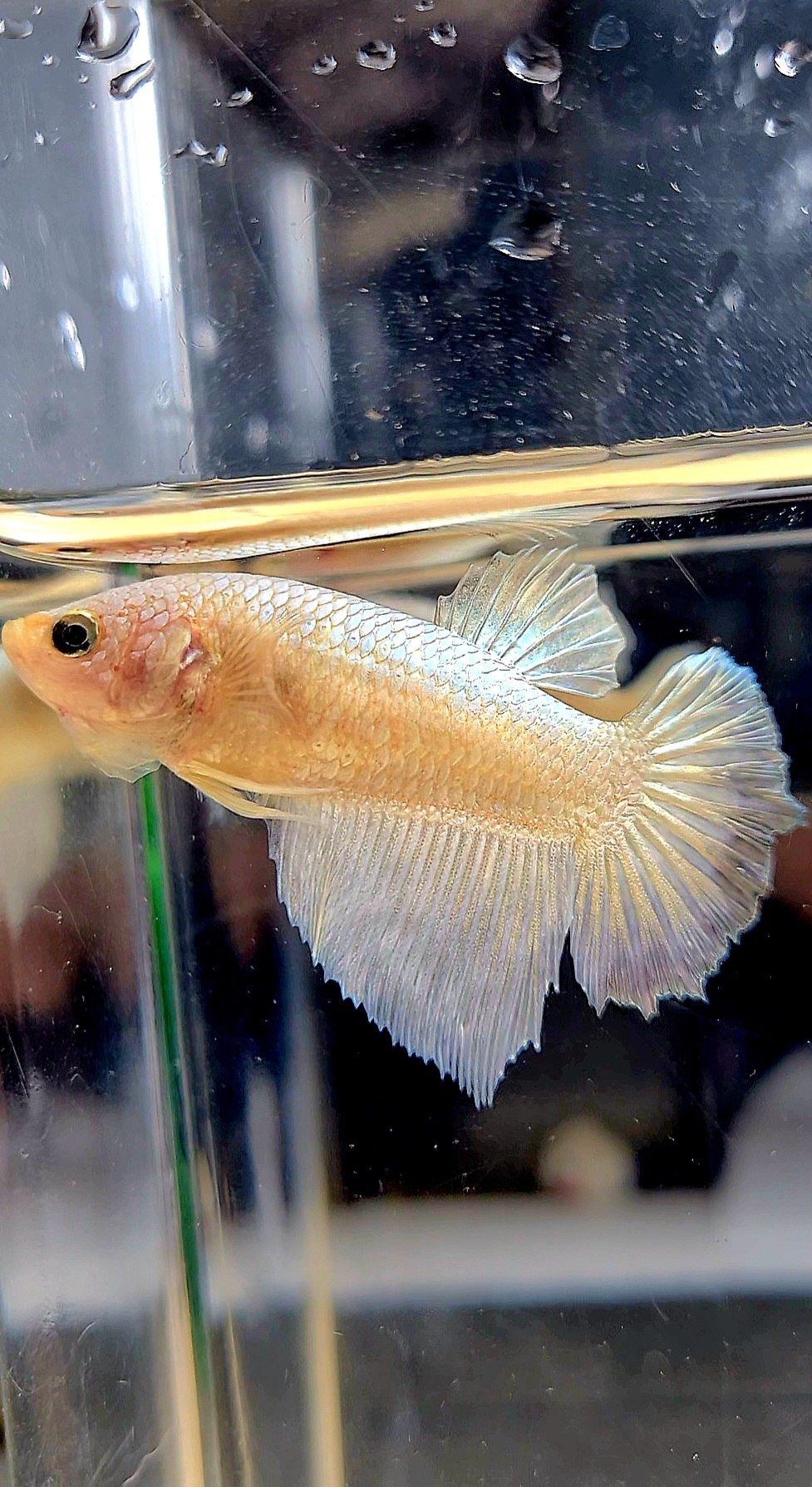 FEMALE HALFMOON COPPER RIM BETTA FISH