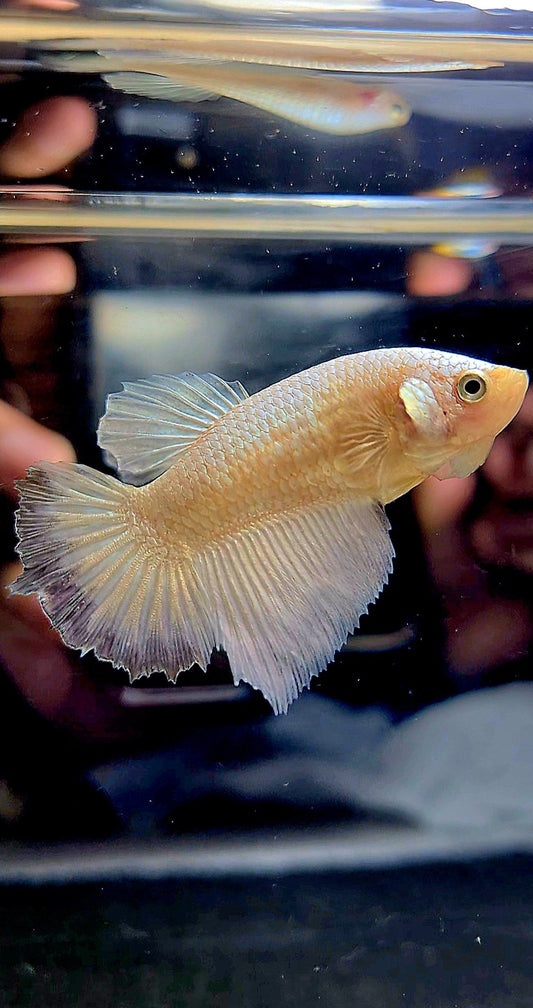 FEMALE HALFMOON COPPER RIM BETTA FISH