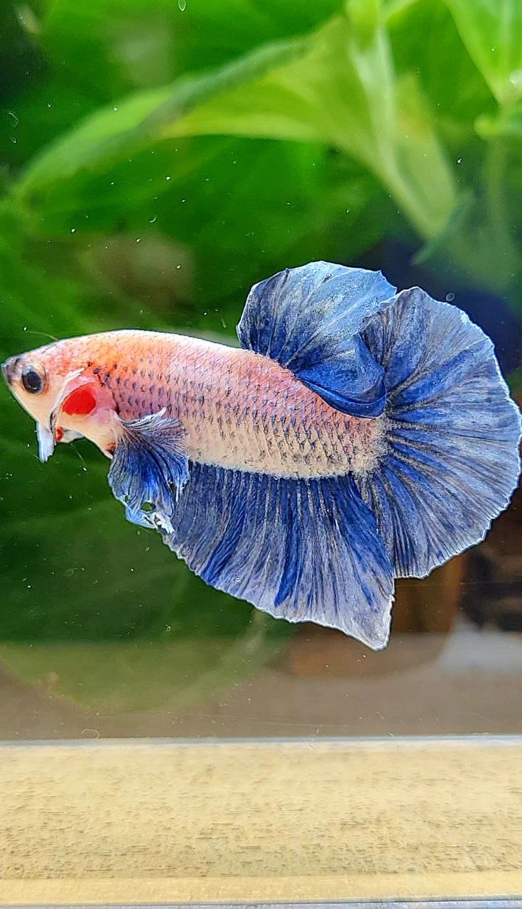 PLAKAT BIG EAR BLUE GRIZZLE BETTA FISH