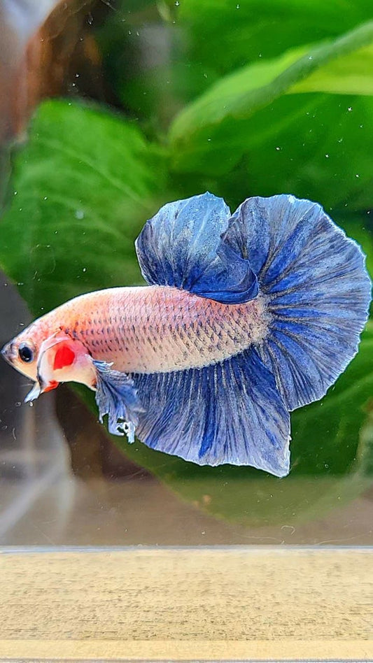 PLAKAT BIG EAR BLUE GRIZZLE BETTA FISH