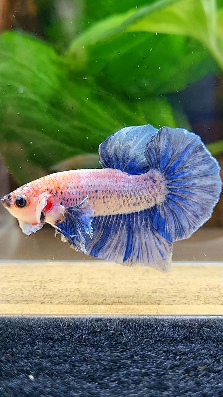 PLAKAT BIG EAR BLUE GRIZZLE BETTA FISH