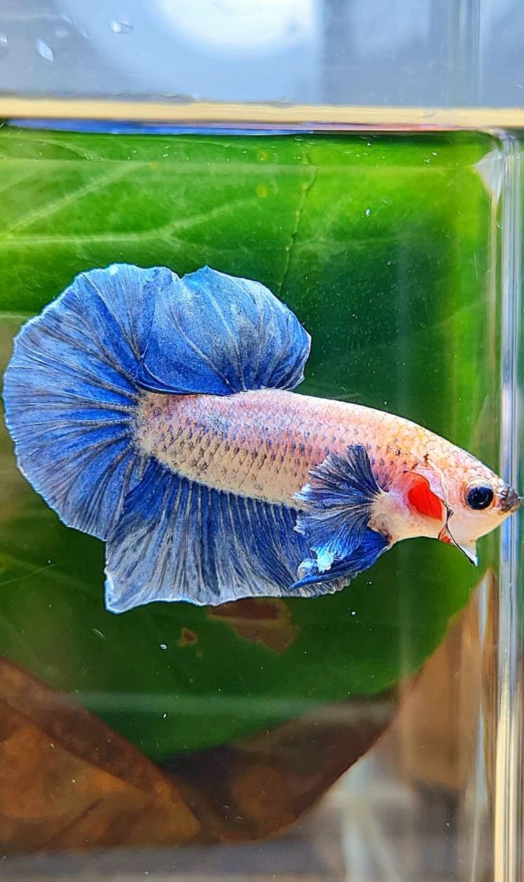 PLAKAT BIG EAR BLUE GRIZZLE BETTA FISH