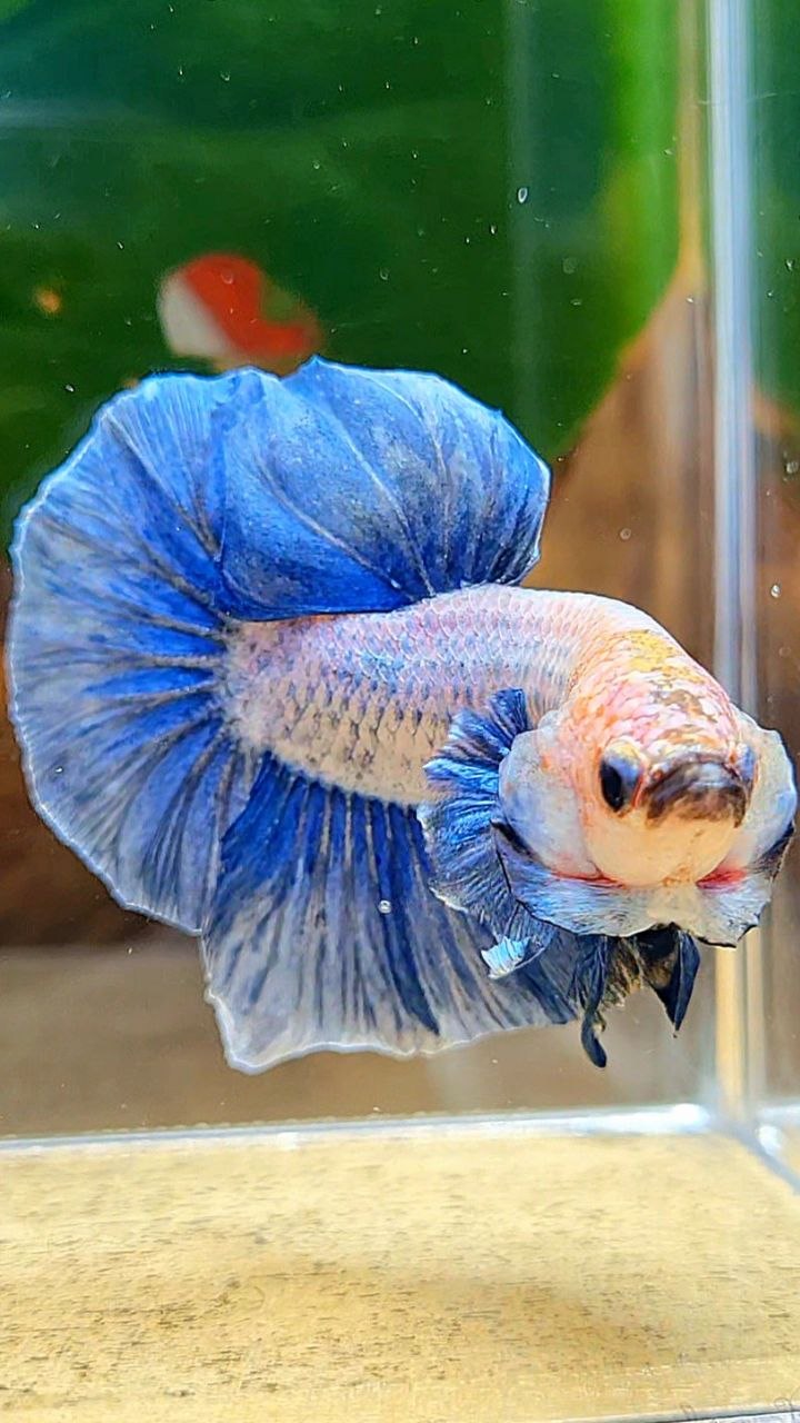 PLAKAT BIG EAR BLUE GRIZZLE BETTA FISH