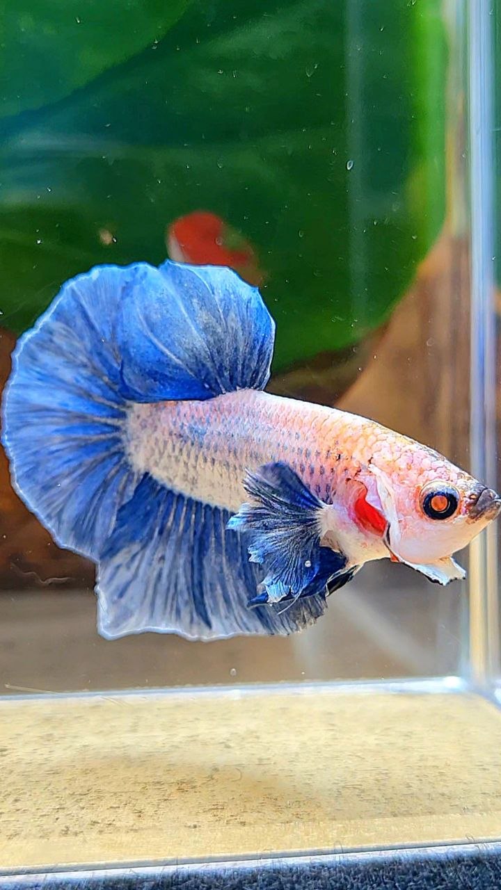 PLAKAT BIG EAR BLUE GRIZZLE BETTA FISH