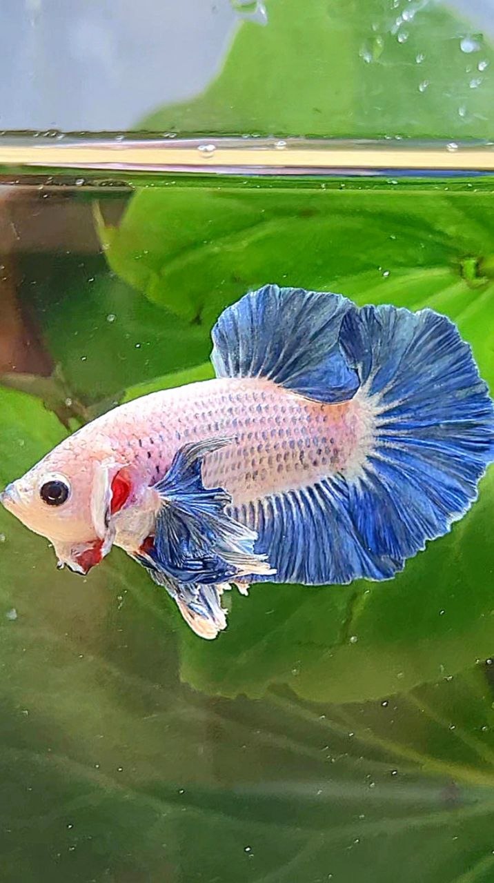 PLAKAT DUMBO EAR BLUE GRIZZLE BETTA FISH