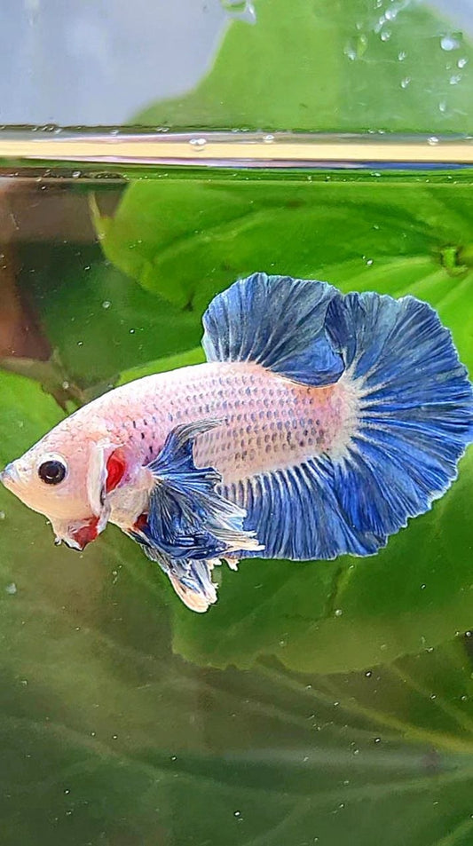 PLAKAT DUMBO EAR BLUE GRIZZLE BETTA FISH