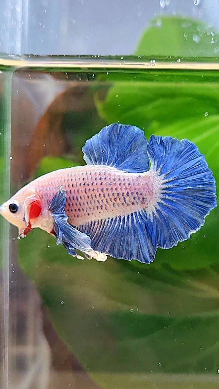 PLAKAT DUMBO EAR BLUE GRIZZLE BETTA FISH