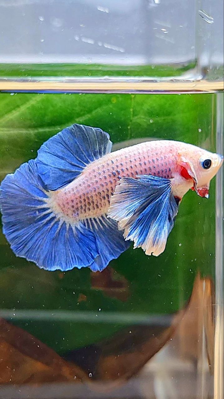 PLAKAT DUMBO EAR BLUE GRIZZLE BETTA FISH