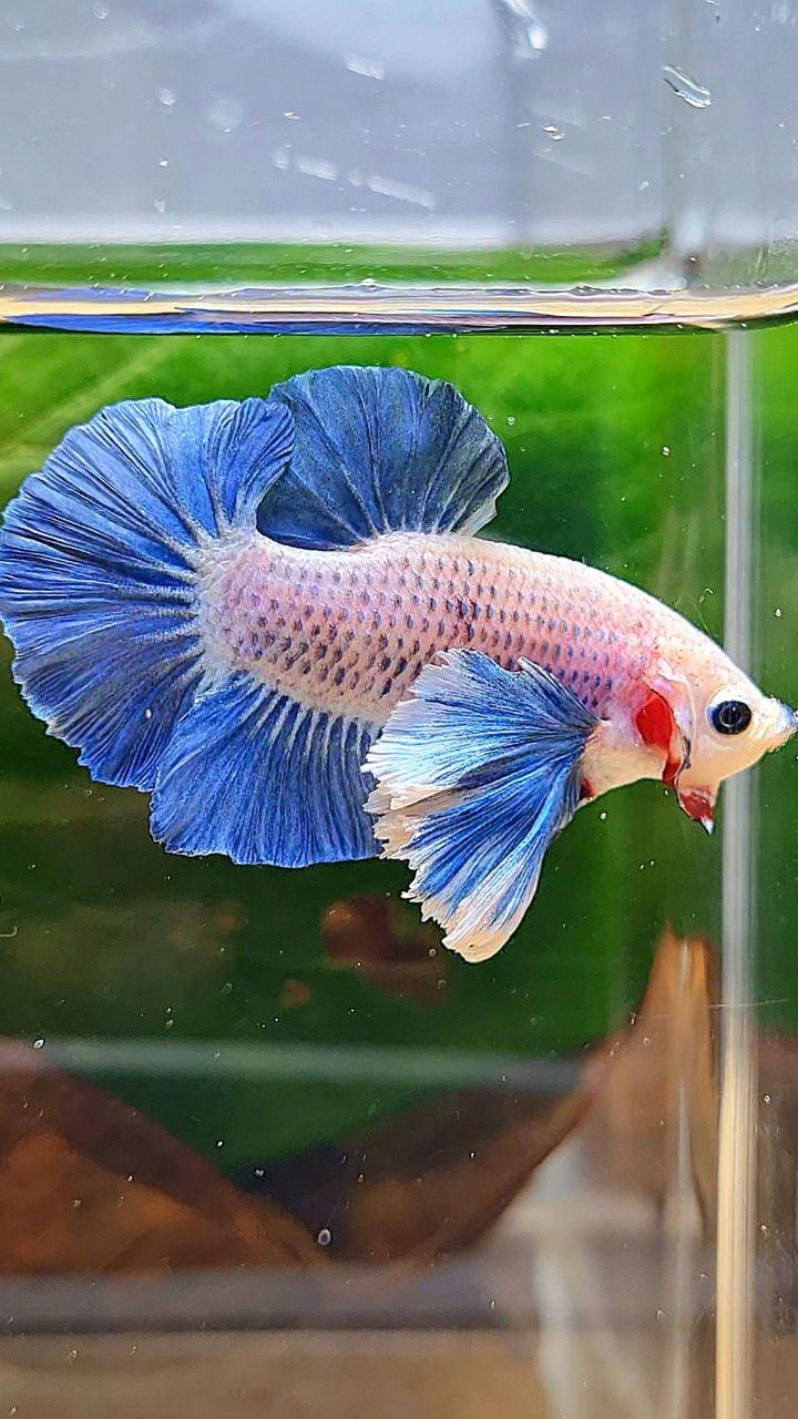PLAKAT DUMBO EAR BLUE GRIZZLE BETTA FISH