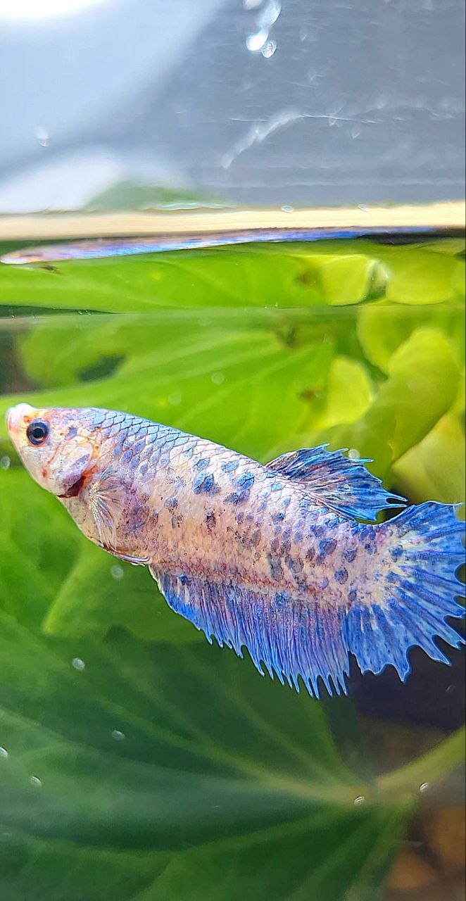 FEMALE CROWNTAIL PLAKAT PURPLE DOTS FLAMINGGO BETTA FISH