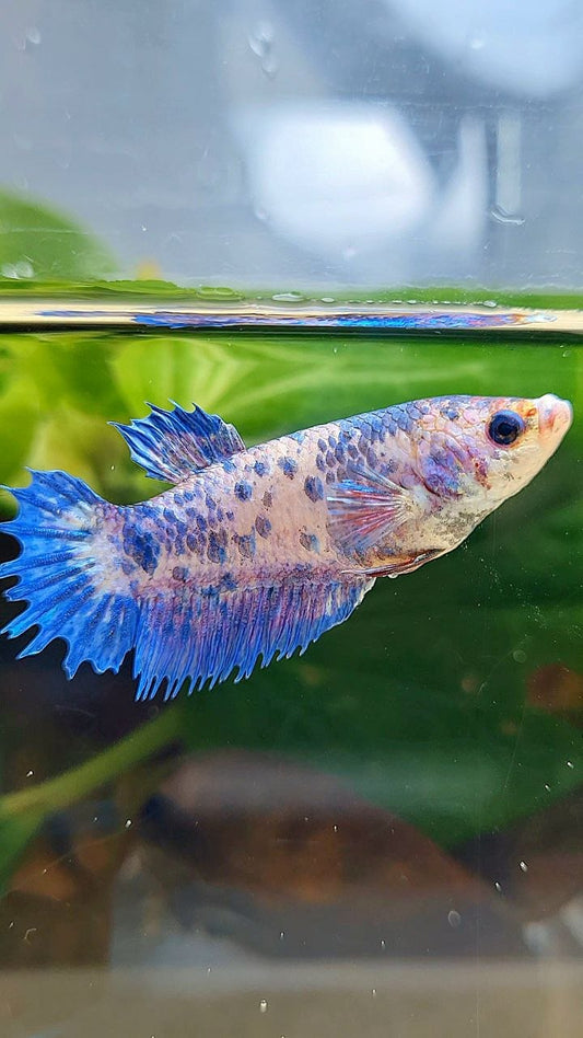 FEMALE CROWNTAIL PLAKAT PURPLE DOTS FLAMINGGO BETTA FISH