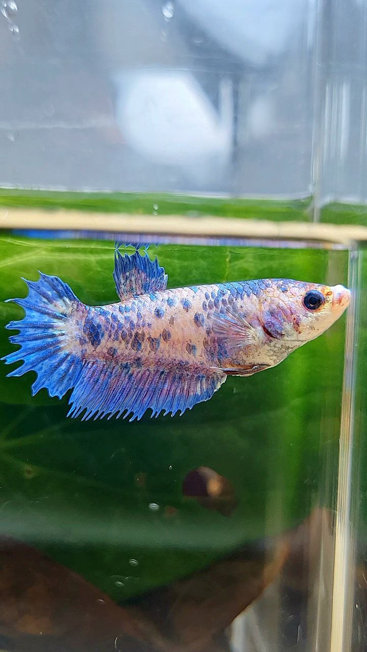 FEMALE CROWNTAIL PLAKAT PURPLE DOTS FLAMINGGO BETTA FISH