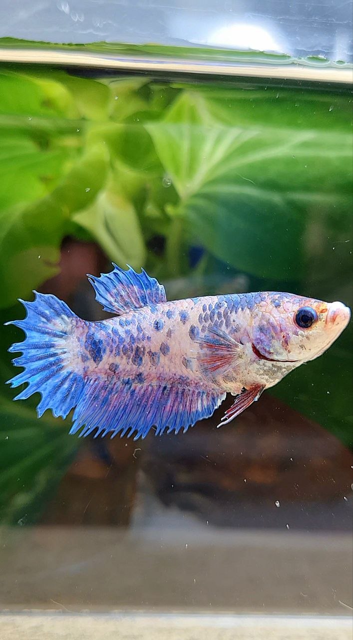 FEMALE CROWNTAIL PLAKAT PURPLE DOTS FLAMINGGO BETTA FISH