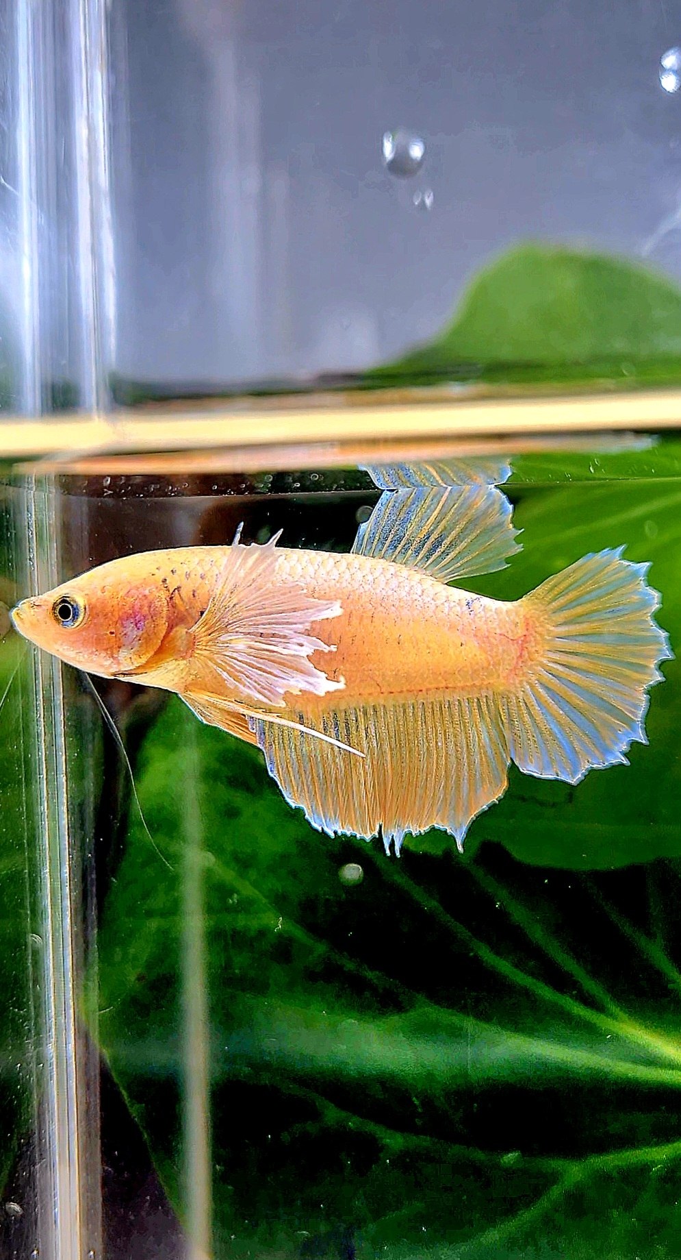 FEMALE PLAKAT DUMBO EAR YELLOW BETTA FISH