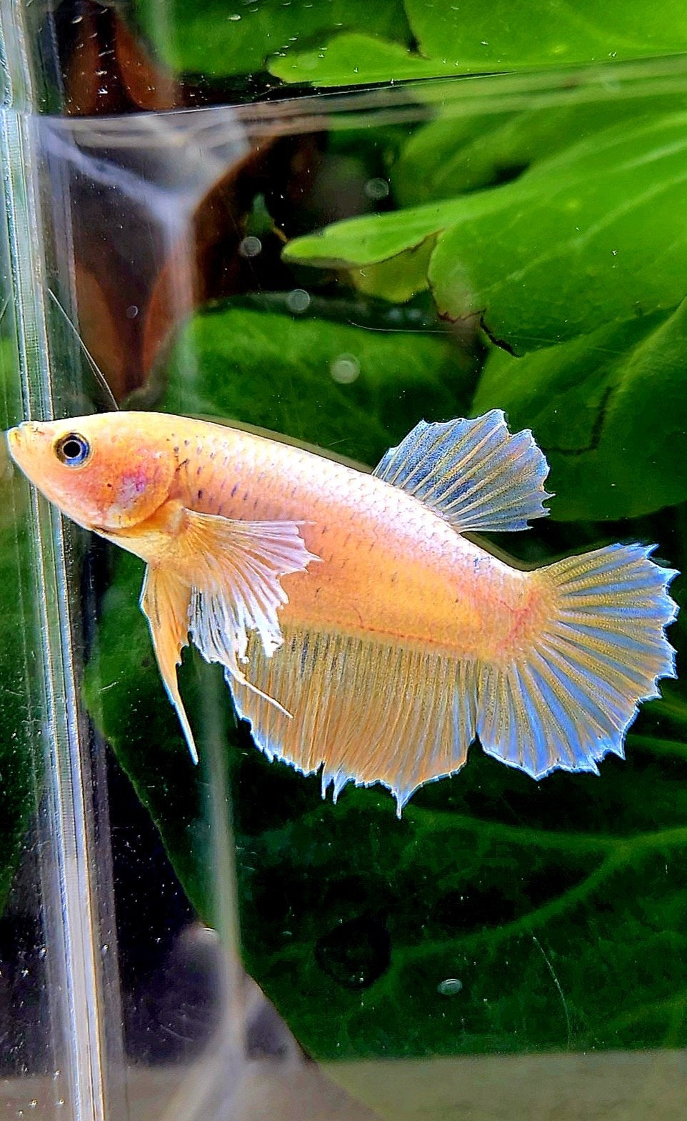 FEMALE PLAKAT DUMBO EAR YELLOW BETTA FISH
