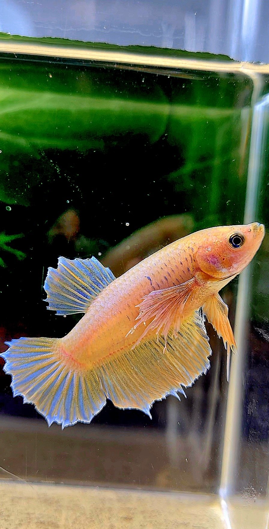 FEMALE PLAKAT DUMBO EAR YELLOW BETTA FISH