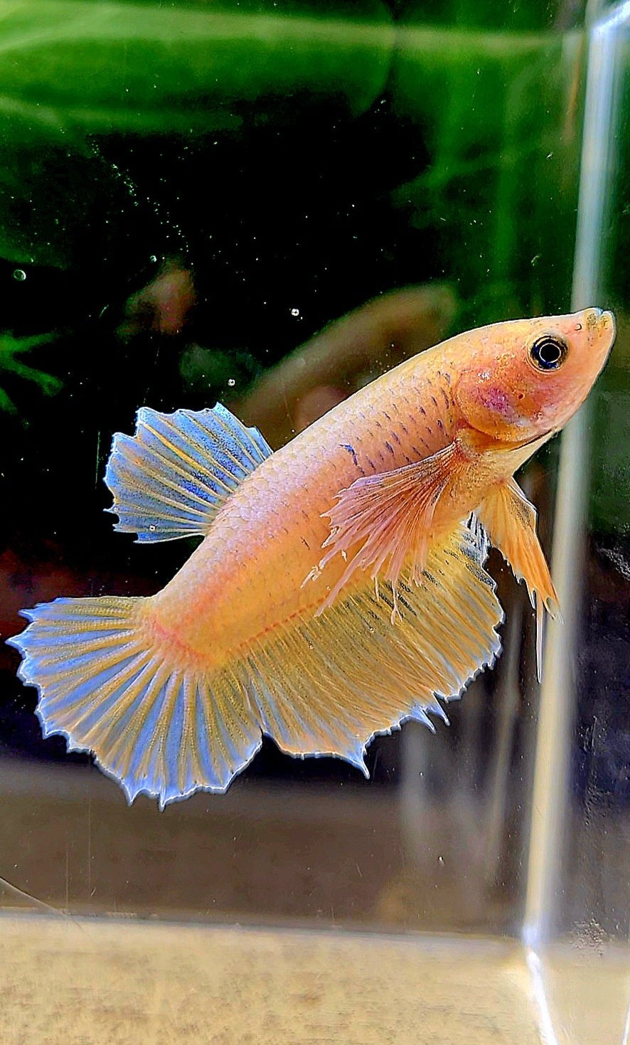 FEMALE PLAKAT DUMBO EAR YELLOW BETTA FISH