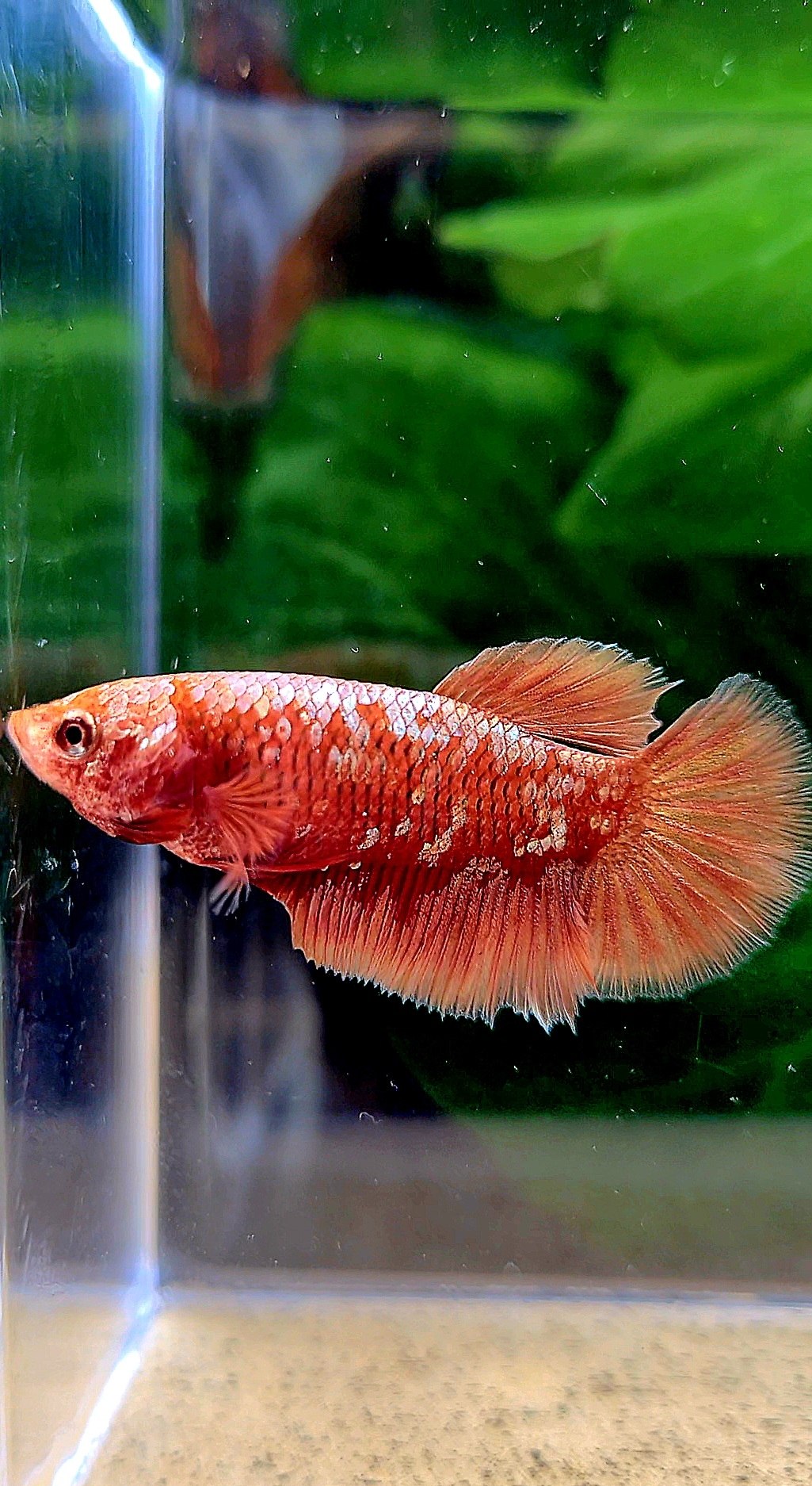 FEMALE HALFMOON RED GOLD GALAXY RGG BETTA FISH