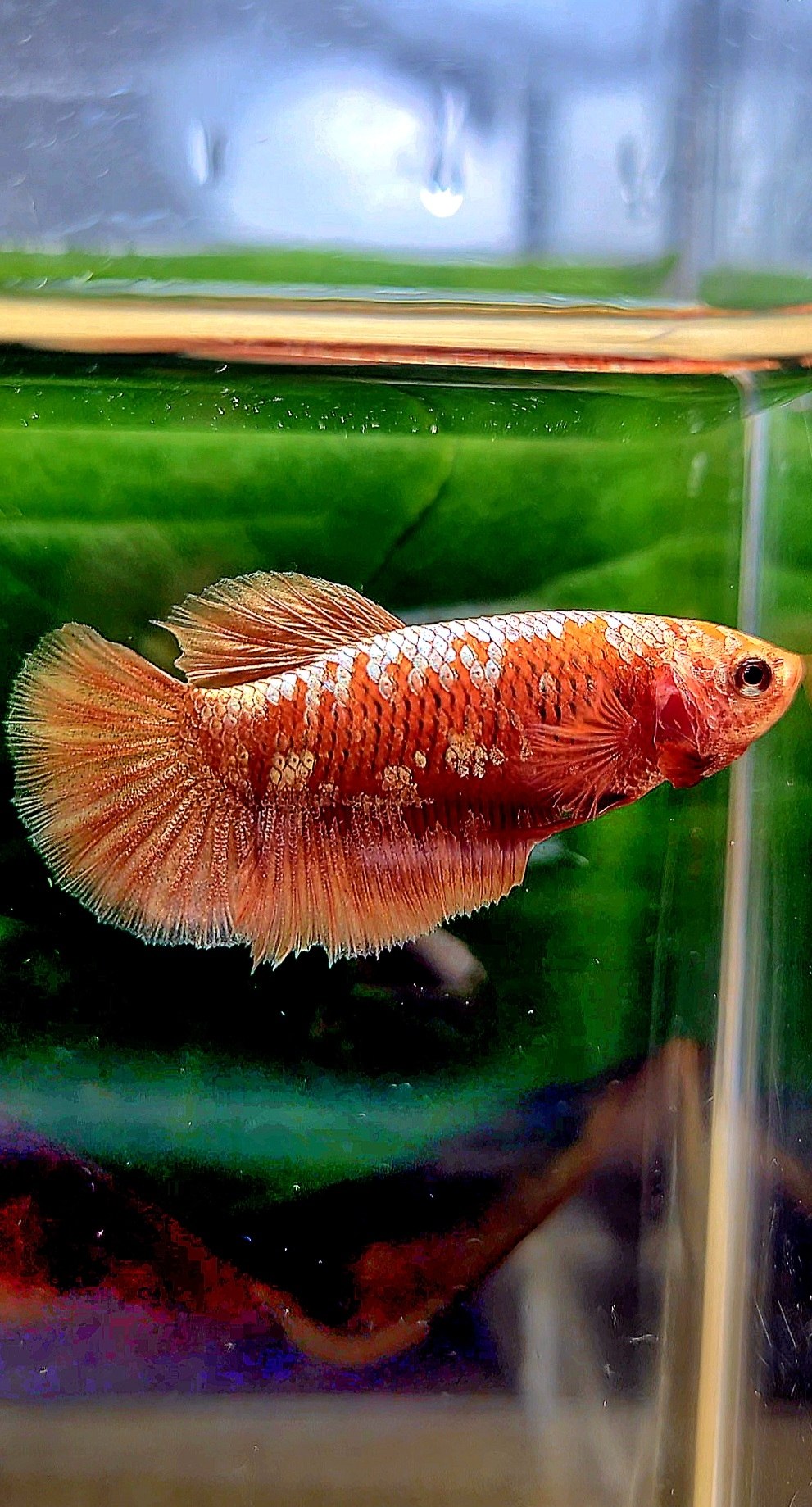 FEMALE HALFMOON RED GOLD GALAXY RGG BETTA FISH