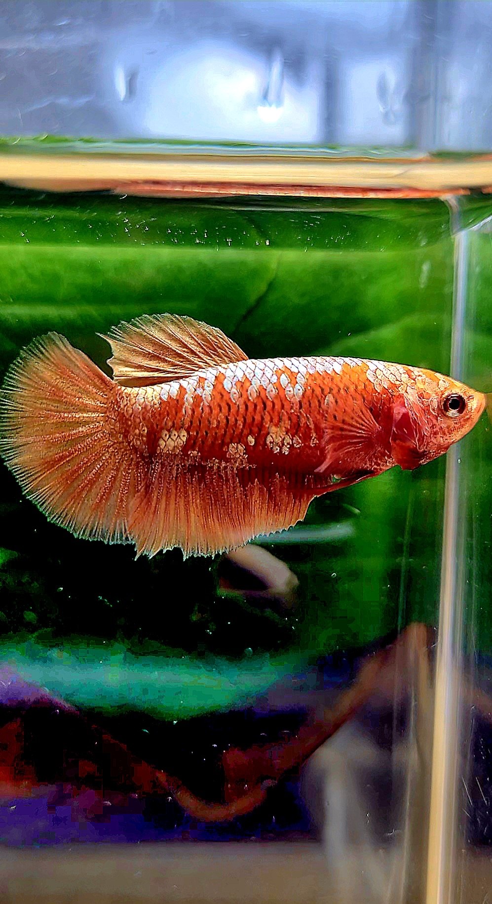 FEMALE HALFMOON RED GOLD GALAXY RGG BETTA FISH