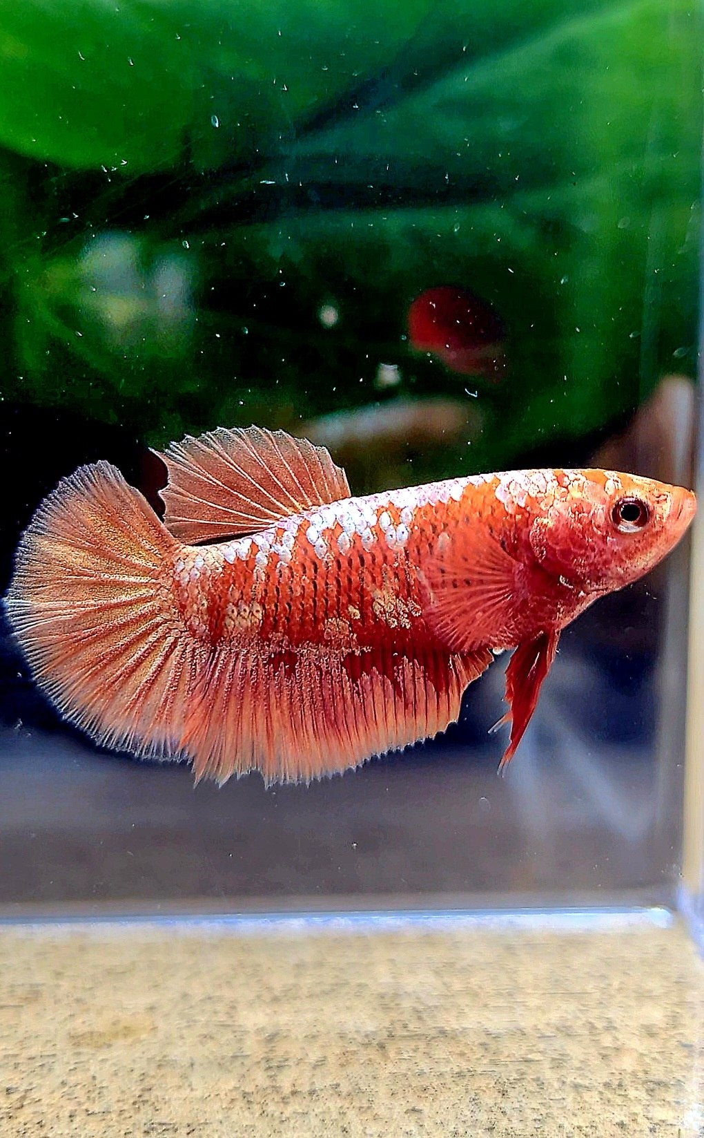 FEMALE HALFMOON RED GOLD GALAXY RGG BETTA FISH