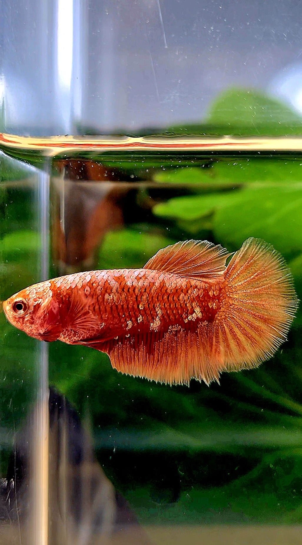 FEMALE HALFMOON RED GOLD GALAXY RGG BETTA FISH