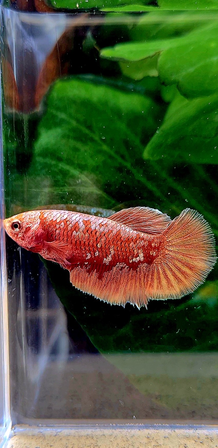 FEMALE HALFMOON RED GOLD GALAXY RGG BETTA FISH