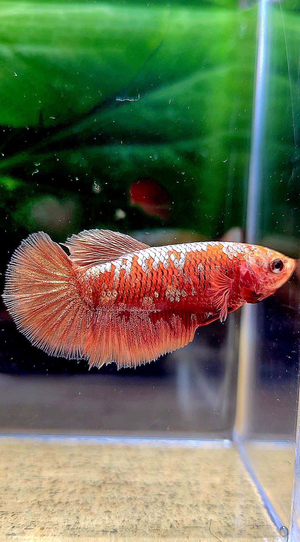 FEMALE HALFMOON RED GOLD GALAXY RGG BETTA FISH