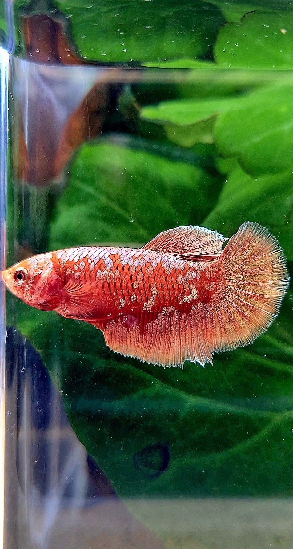 FEMALE HALFMOON RED GOLD GALAXY RGG BETTA FISH