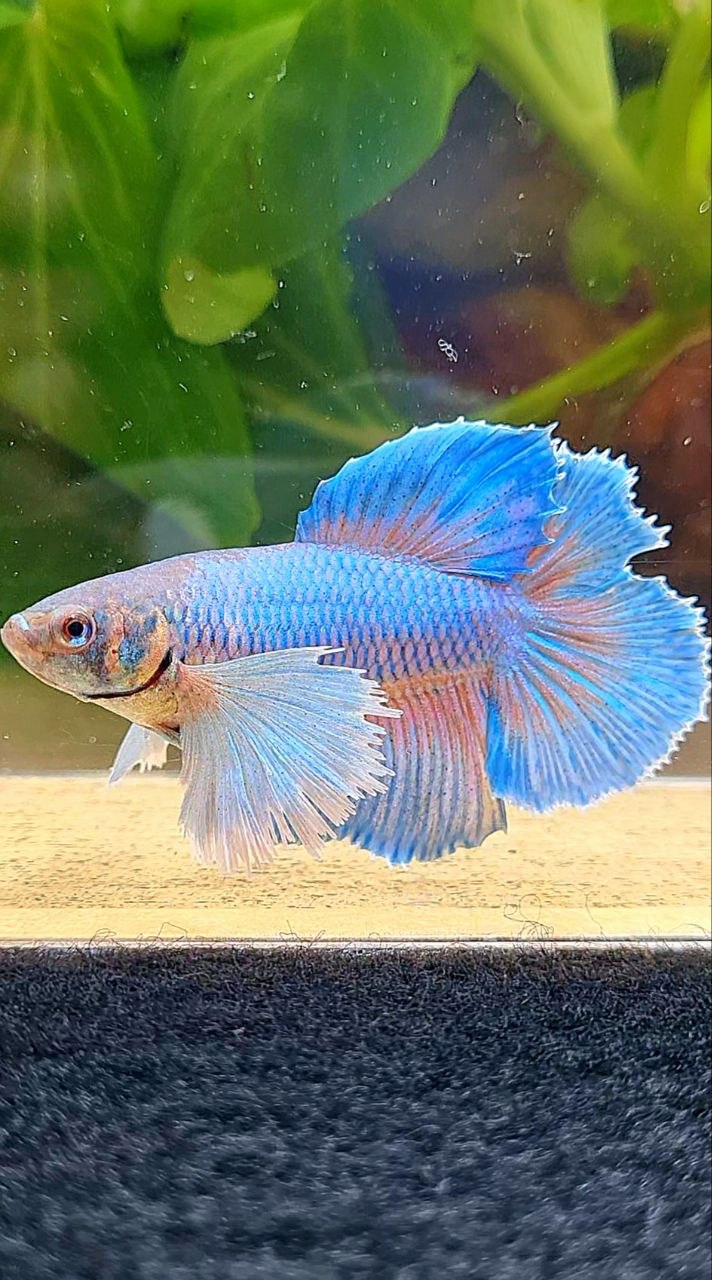 FEMALE HALFMOON DOUBLE TAIL SUPER DUMBO EAR BETTA FISH
