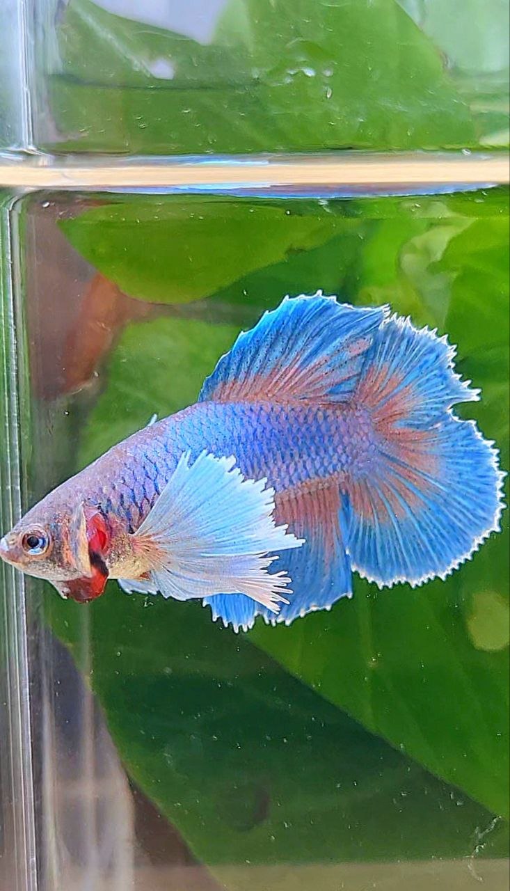 FEMALE HALFMOON DOUBLE TAIL SUPER DUMBO EAR BETTA FISH