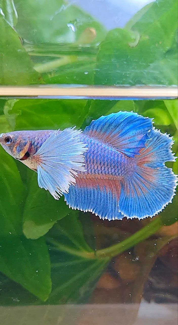 FEMALE HALFMOON DOUBLE TAIL SUPER DUMBO EAR BETTA FISH