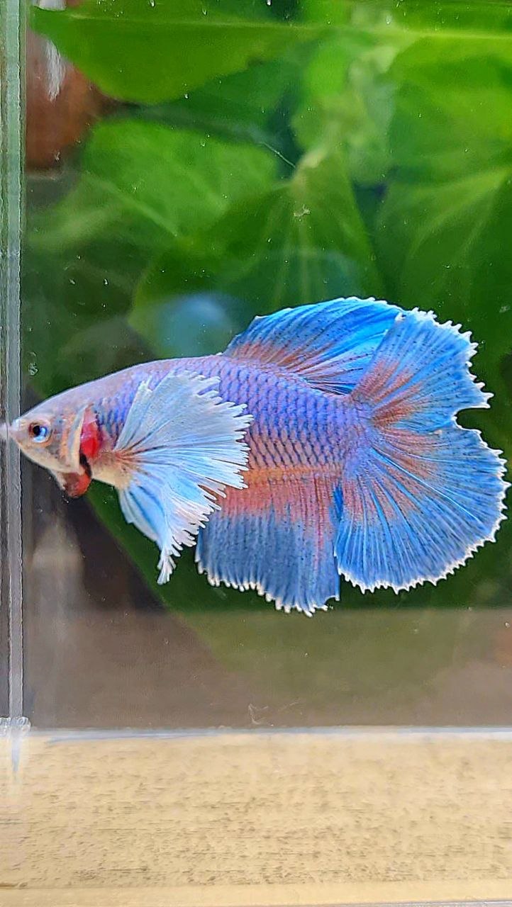 FEMALE HALFMOON DOUBLE TAIL SUPER DUMBO EAR BETTA FISH