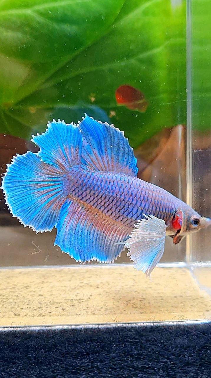 FEMALE HALFMOON DOUBLE TAIL SUPER DUMBO EAR BETTA FISH